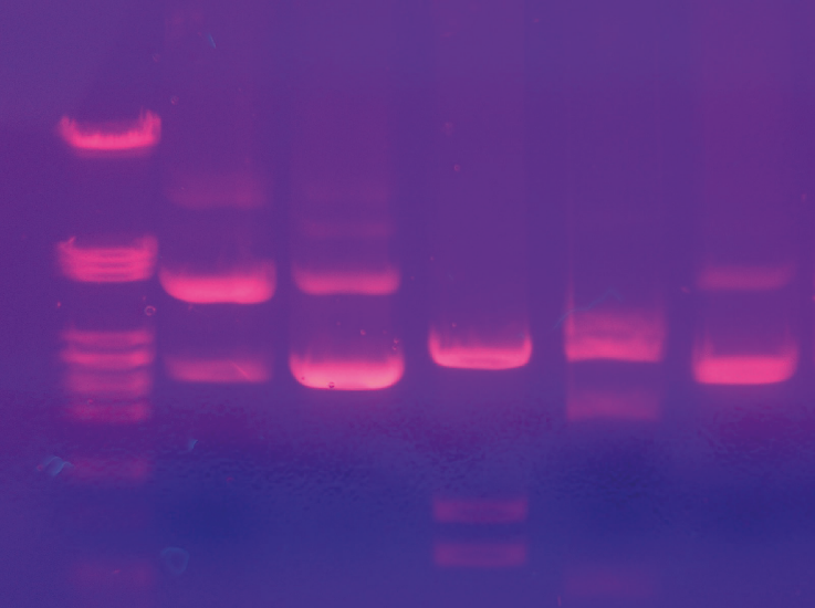 Padrão de bandas moleculares de eletroforese em gel de agarose
