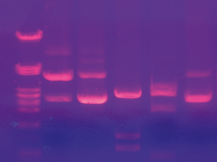 Padrão de bandas moleculares de eletroforese em gel de agarose